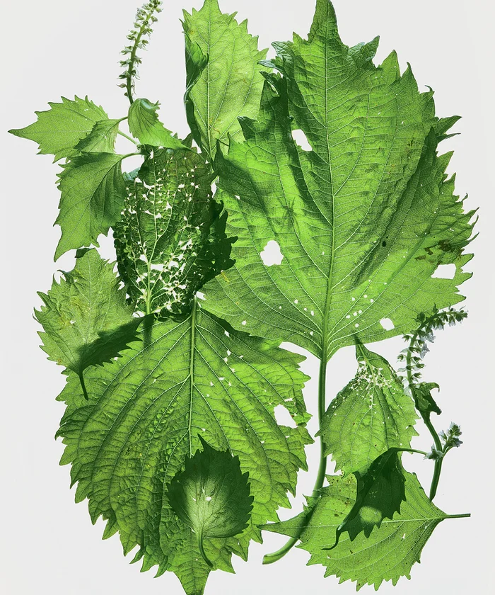 green leaves